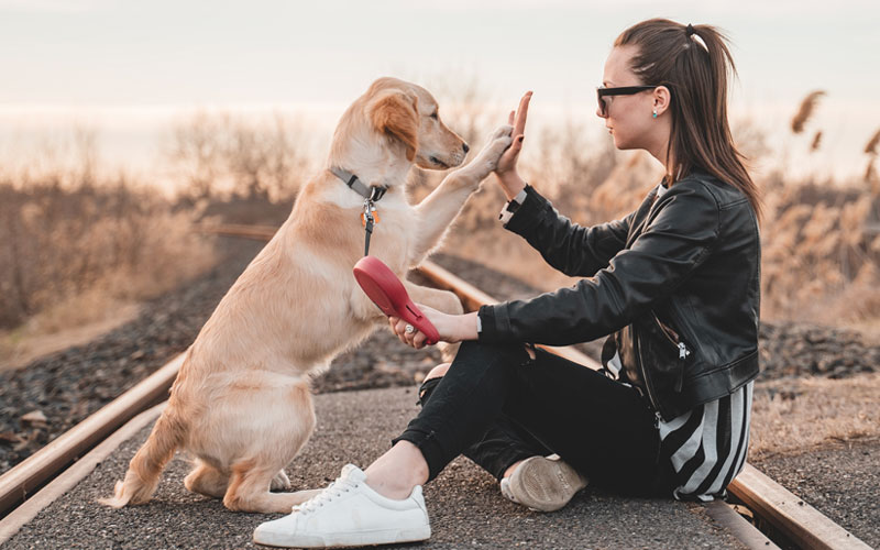 The Importance of Background Checks for Your Pet Care Professionals