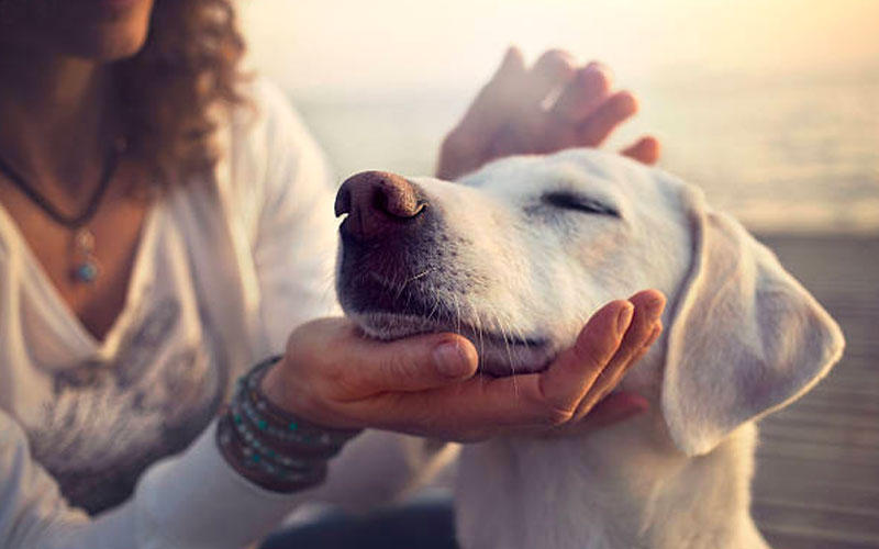 Canine Therapy: Massage Techniques You Can Do At Home