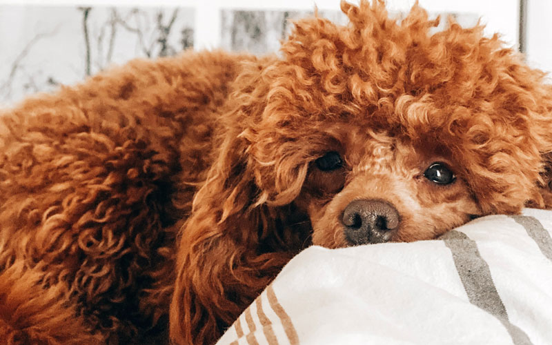 Canine Therapy: What Is Dog Massage? - Premiere Petsitting