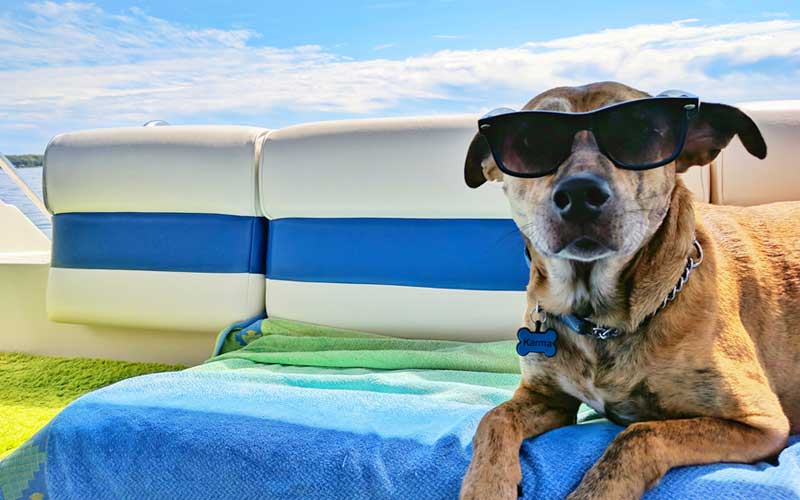 Our List of Pet Holidays 2021!