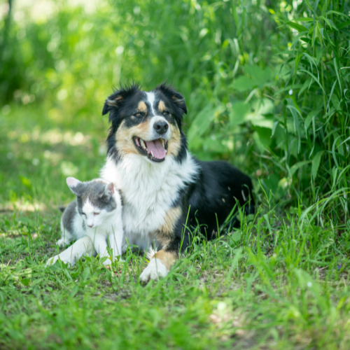 Keeping your pet safe from Poisonous plants in the Spring