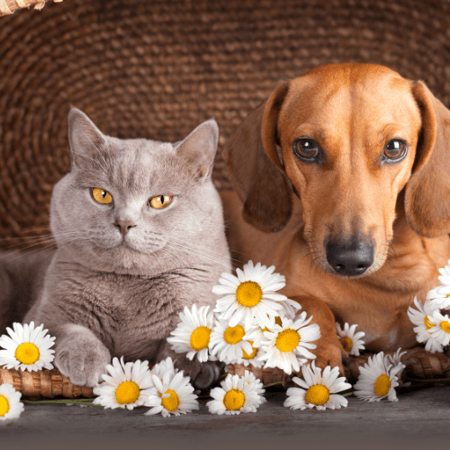 Pets in spring